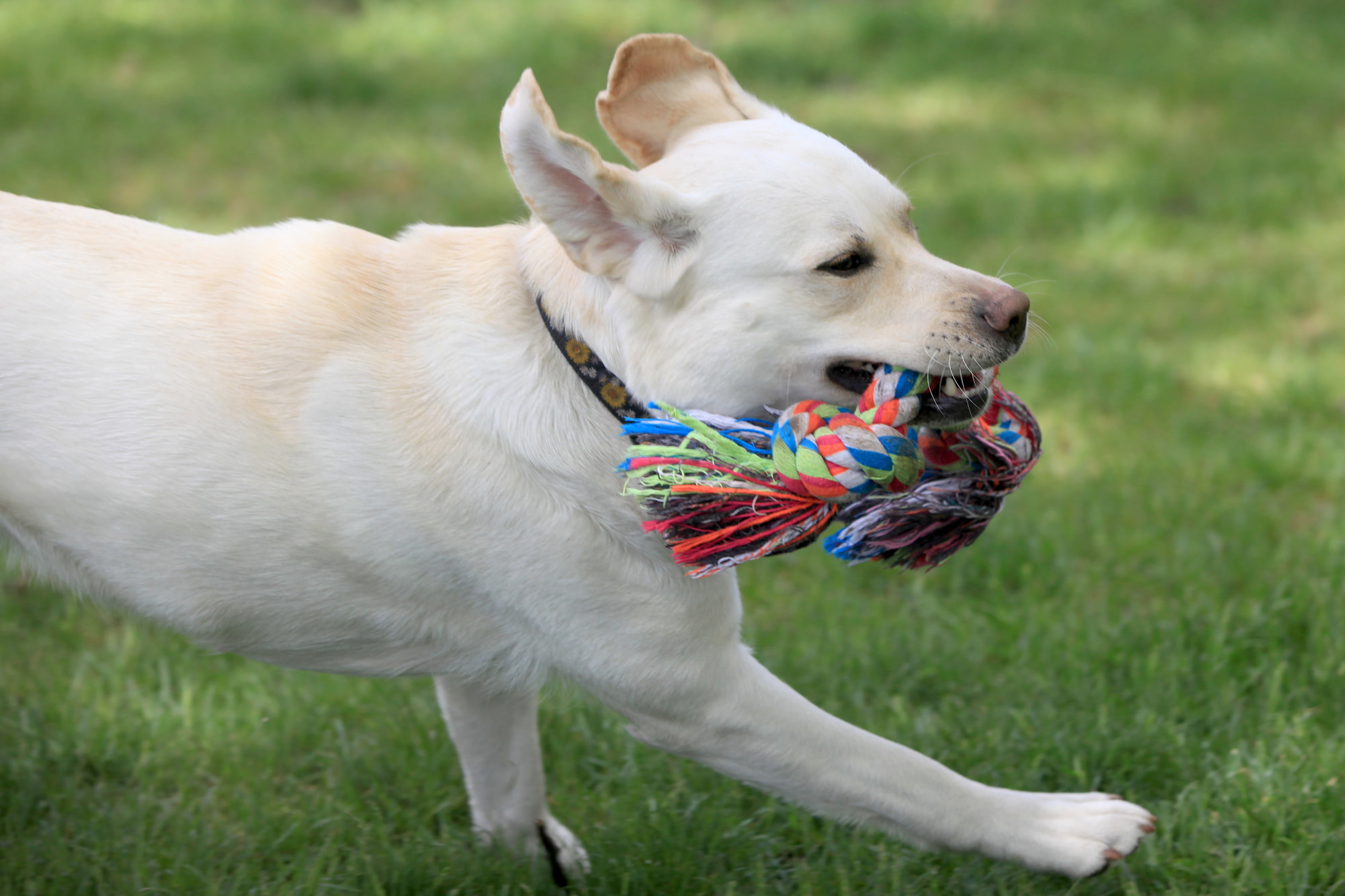 Running Dog