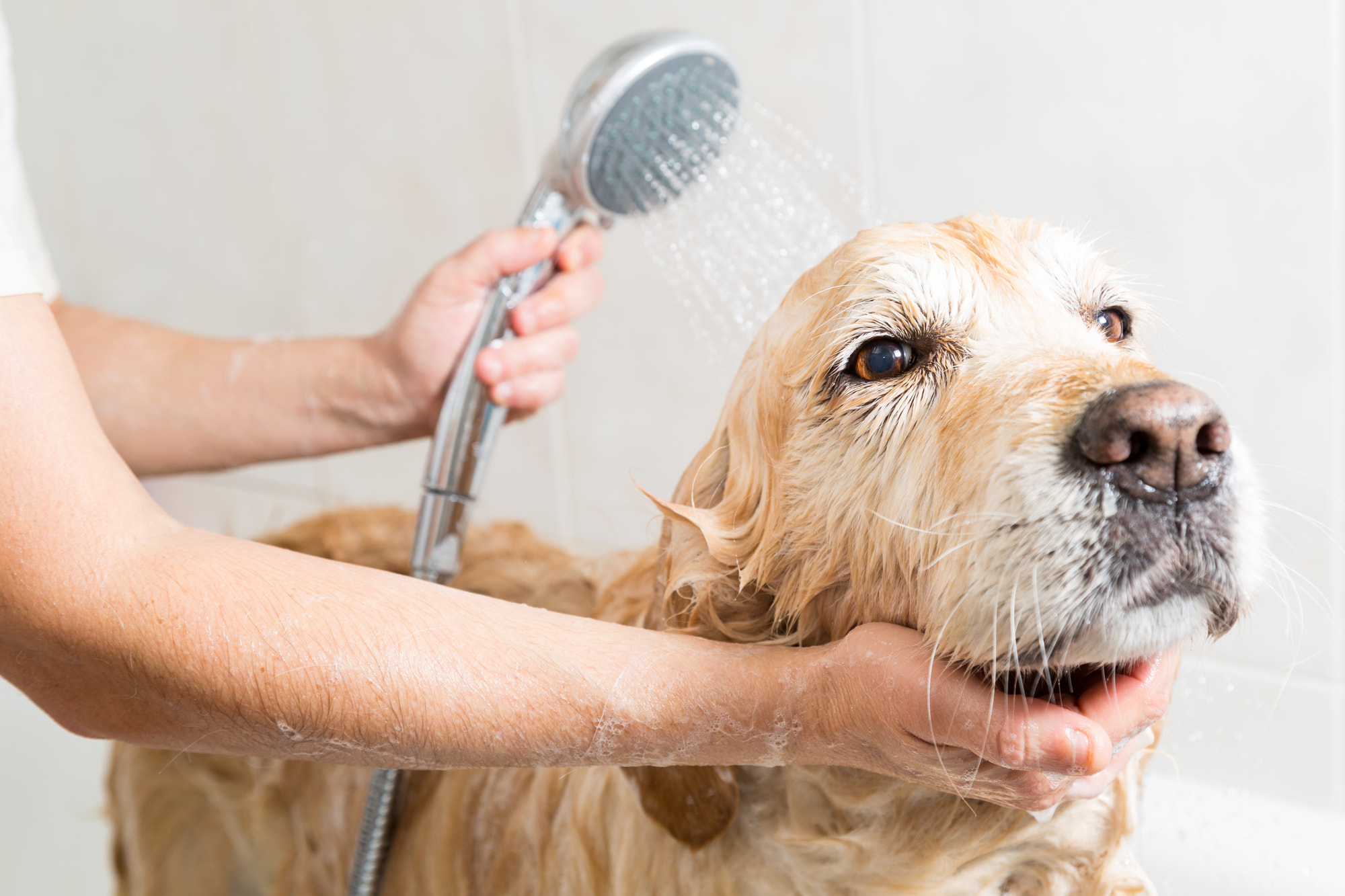Pet Grooming Dog Getting A Bath