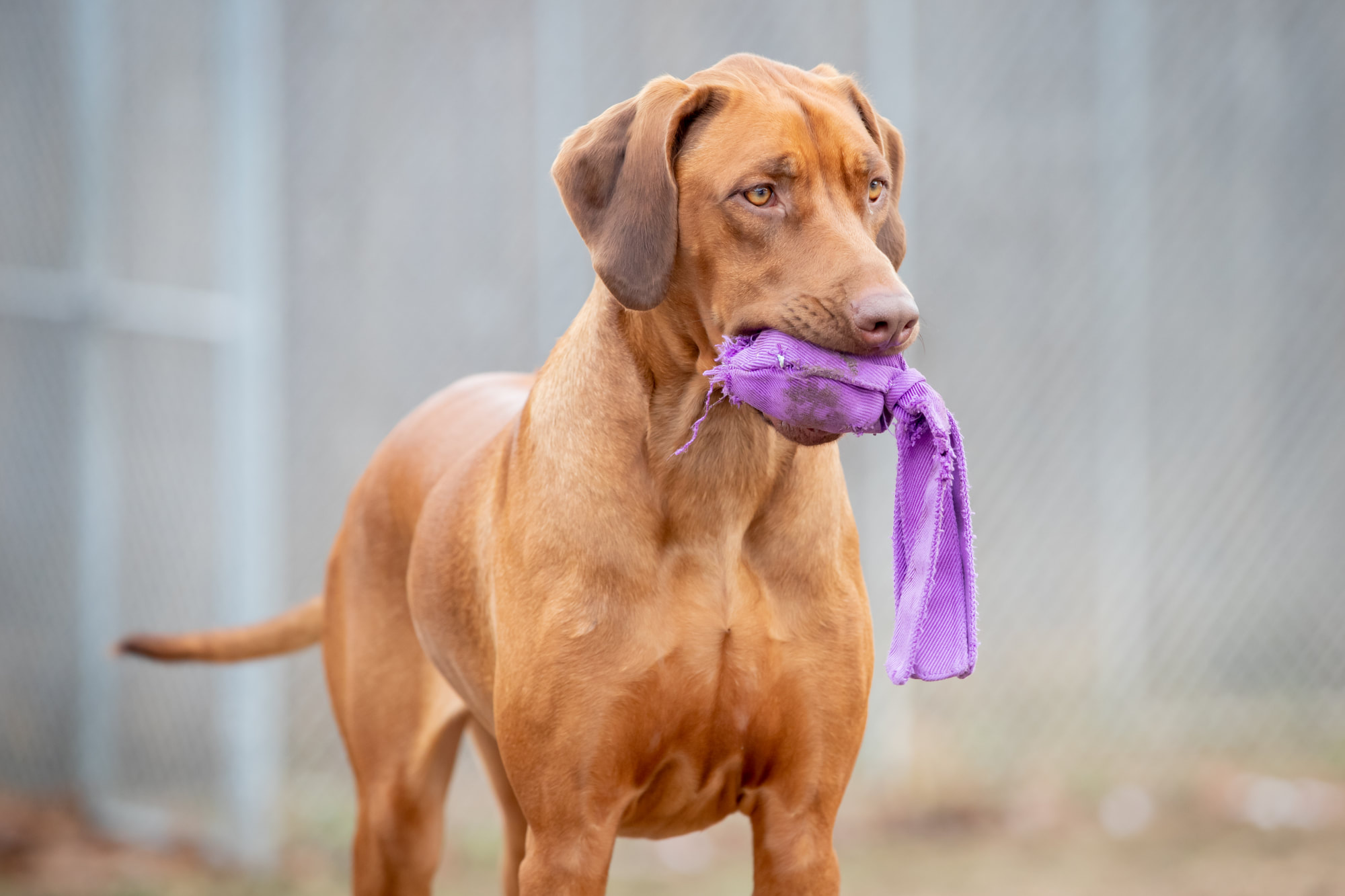Dog Enrichment Dog With A Toy