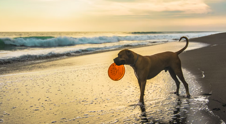 Dog on Beach