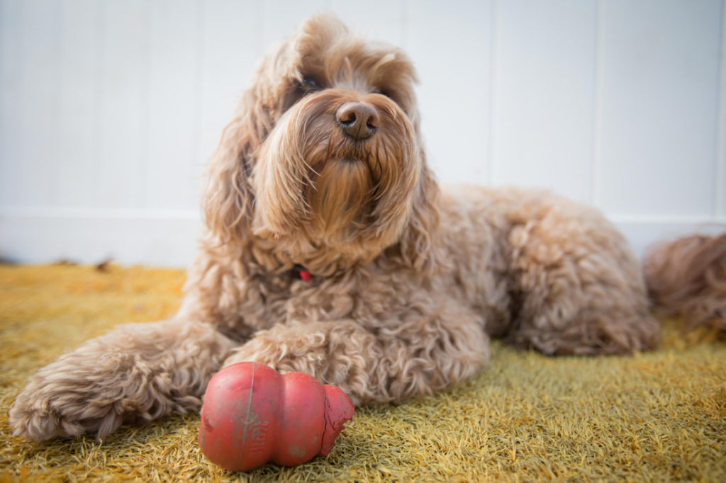 Dog laying down with a toy