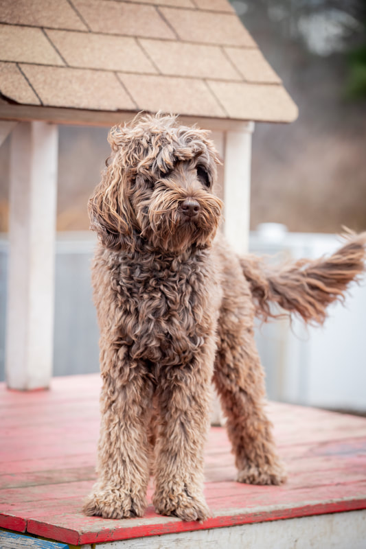 Dog standing on a platform